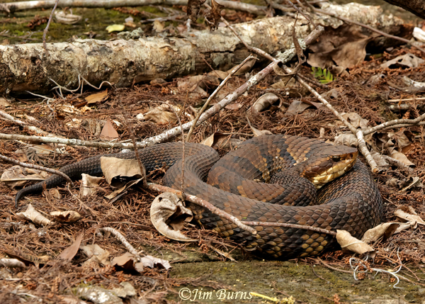 Eastern Cottonmouth, South Carolina--7577