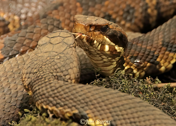Eastern Cottonmouths--8649