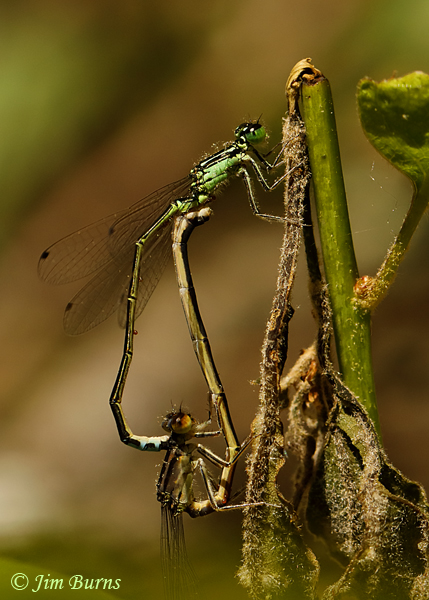 Eastern Forktail pair in wheel showing dramatic difference in thickness of abdomens, Eau Claire Co., WI, June 2019--3384