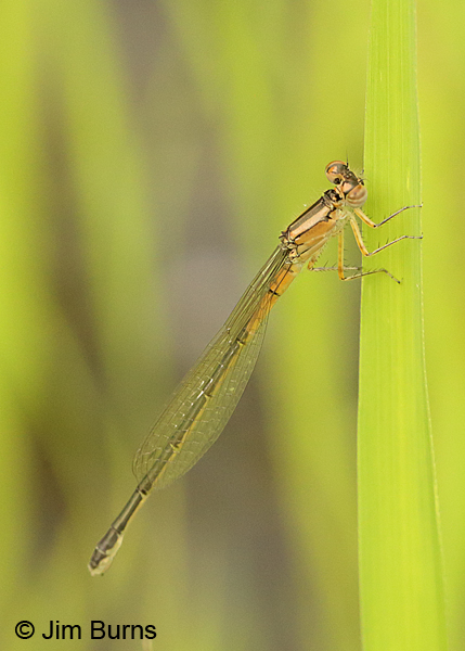 Eastern Forktail teneral female, Huntingdon Co., PA, June 2015