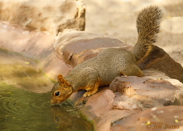 Eastern Fox Squirrel drinking at waterhole--7718