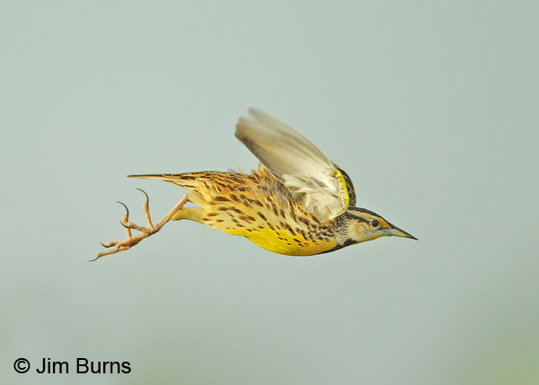 Eastern Meadowlark in flight