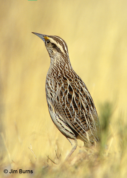 Chihuahuan Meadowlark lilianae ventral view showing bold head pattern