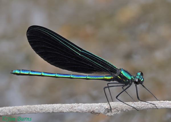 Ebony Jewelwing male,  Oscoda Co., MI, June 2024--7659