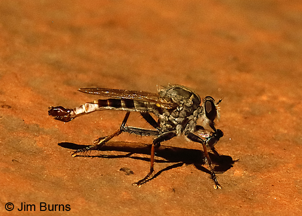 Efferia albibarbis male with small fly, Arizona--0370