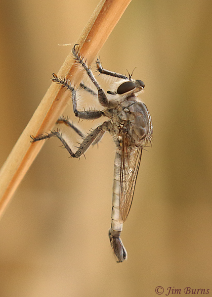 Efferia tricella (Desert Robber Fly) male,  Arizona