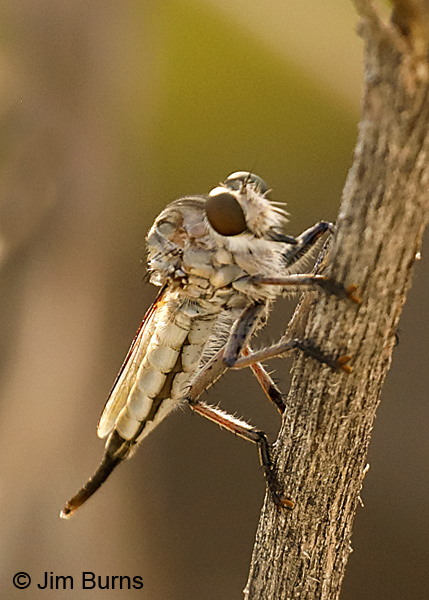 Efferia tricella (Desert Robber Fly) female, Arizona--8934