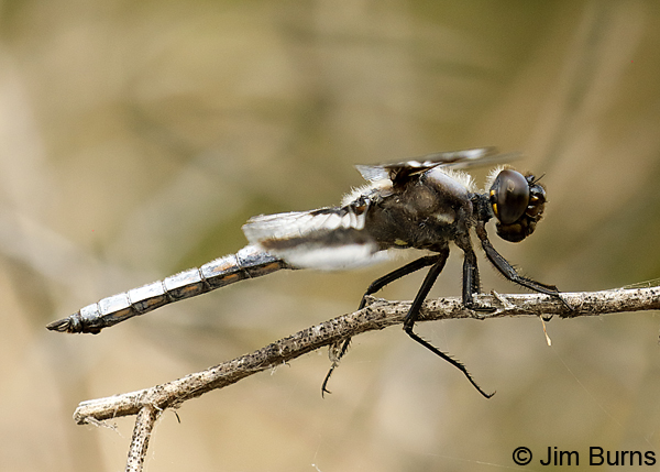 Eight-spotted Skimmer male, Grant Co., WA, July 2018--0063