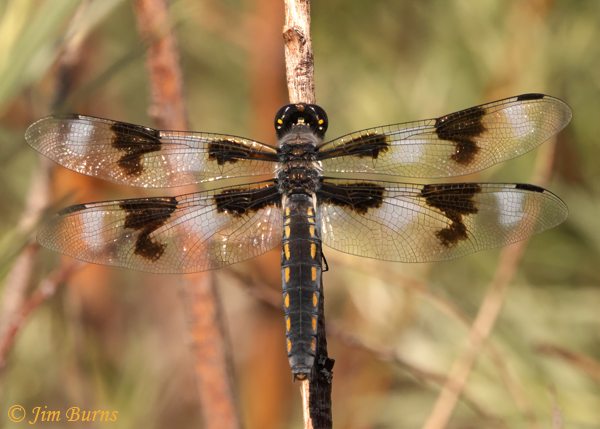 Eight-spotted Skimmer female, Apache Co., AZ, July 2021--9741