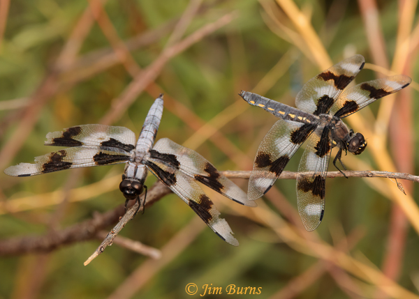 Eight-spotted Skimmers, an old and young male together, Apache Co., AZ, July 2021--9810