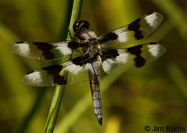 Eight-spotted Skimmer male, Sonoma Co., CA, June 2018--9970