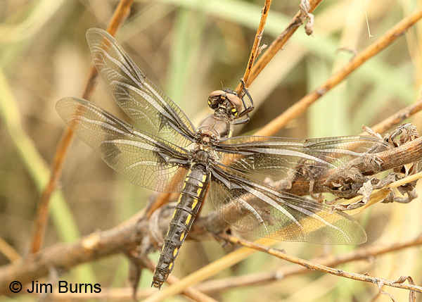 Eight-spotted Skimmer teneral male, Apache Co., AZ, June 2016
