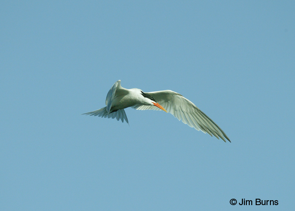 Elegant Tern adult hovering