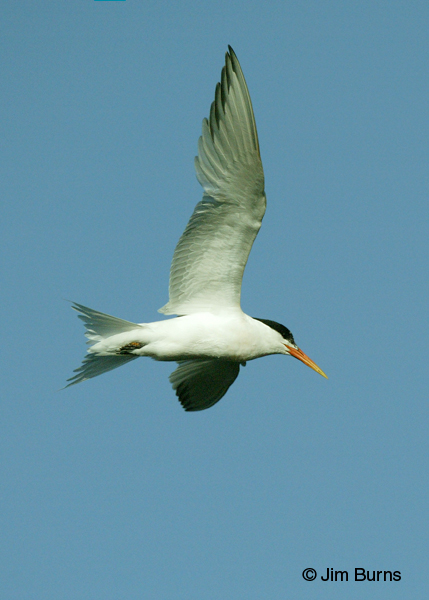 Elegant Tern adult in flight vertical
