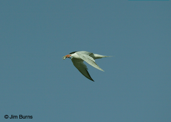 Elegant Tern adult in flight with fish