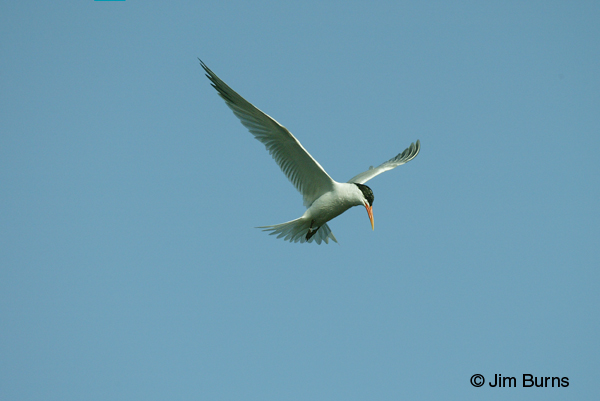 Elegant Tern adult showing alula extended