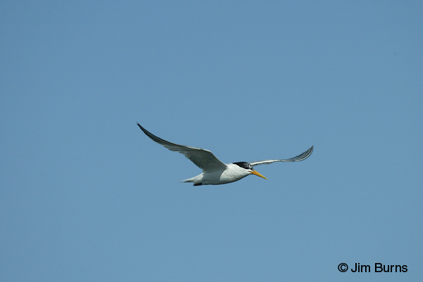 Elegant Tern juvenile in flight