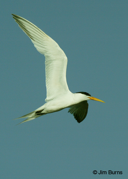 Elegant Tern juvenile in flight vertical