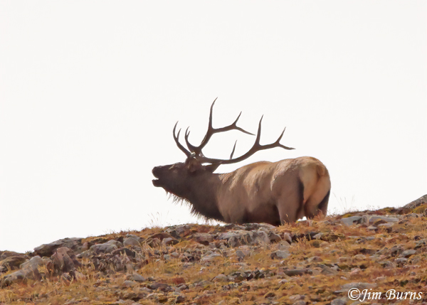 Elk bull bugling in tundra--1274