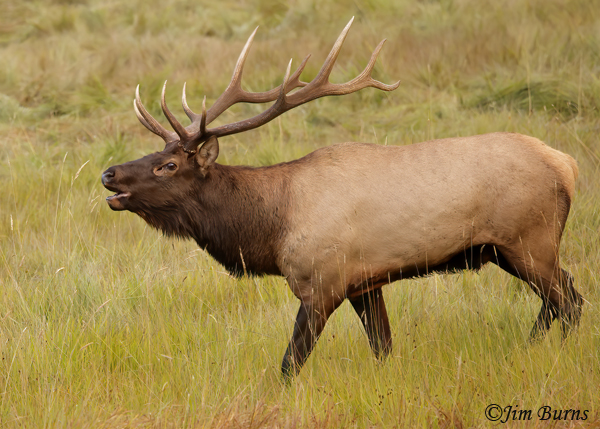 Elk bull bugling in meadow--1436