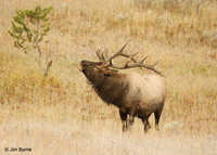Elk bull bugling in meadow