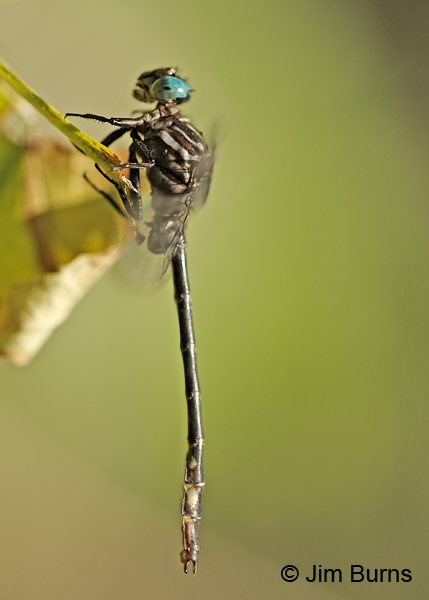 Elusive Clubtail male hanging up, Hennepin Co., MN, September 2016
