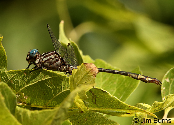 Elusive Clubtail male in foliage, Hennepin Co., MN, September 2016