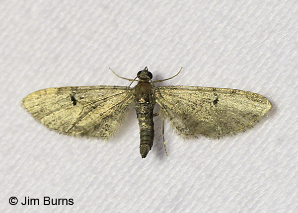 Eupithecia perfusca, Arizona