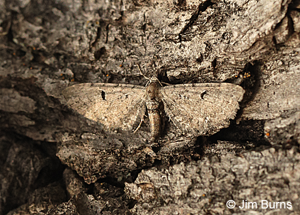 Eupithecia perfusca on bark, Arizona