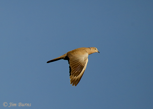 Eurasian Collared-Dove in flight dorsal wing--7601