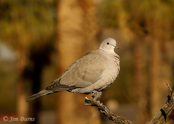 Eurasian Collared-Dove perched--7620