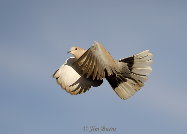 Eurasian Collared-Dove in flight--4356