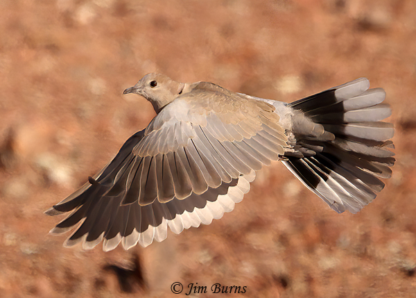 Eurasian Collared-Dove--2764