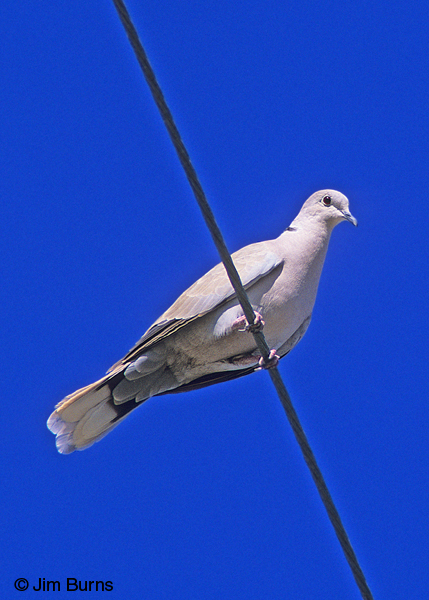 Eurasian Collared-Dove gray undertail coverts