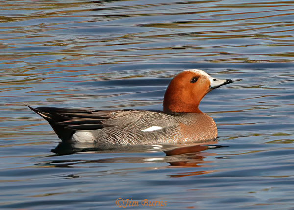 Eurasian Wigeon male--3675