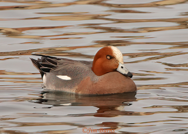 Eurasian Wigeon male sleeping on sunset reflections--3877
