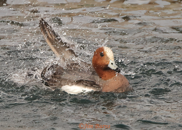 Eurasian Wigeon male bathing--4067