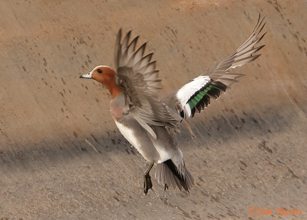 Eurasian Wigeon male in flight--4168