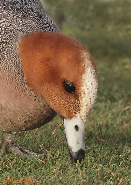 Eurasian Wigeon male head shot--4249