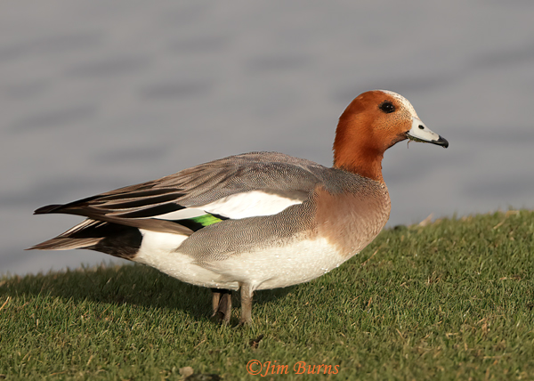 Eurasian Wigeon male grazing in the grass showing wing speculum color--4297