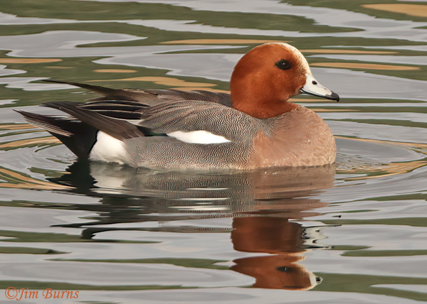 Eurasian Wigeon male close-up--4149