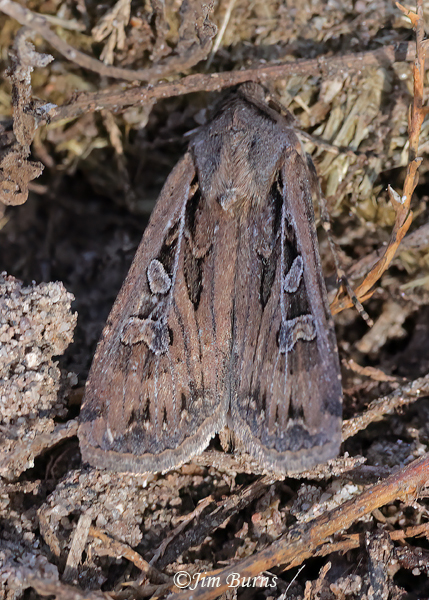 Euxoa brevipennis, Arizona
