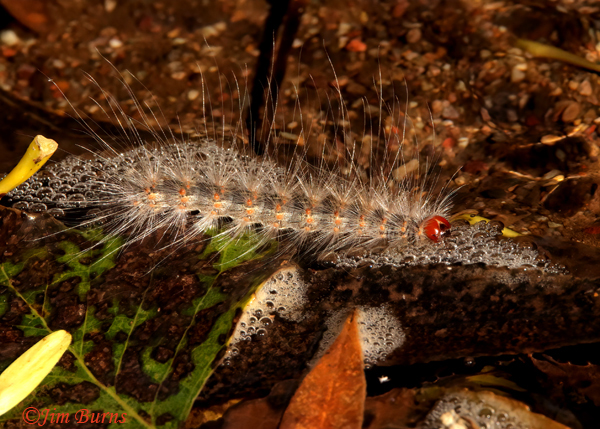 Fall Webworm Moth caterpillar, Arizona--4567