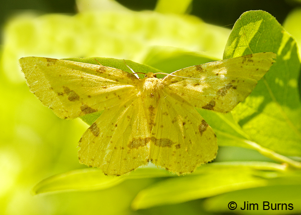 False Crocus Geometer Moth, Pennsylvania