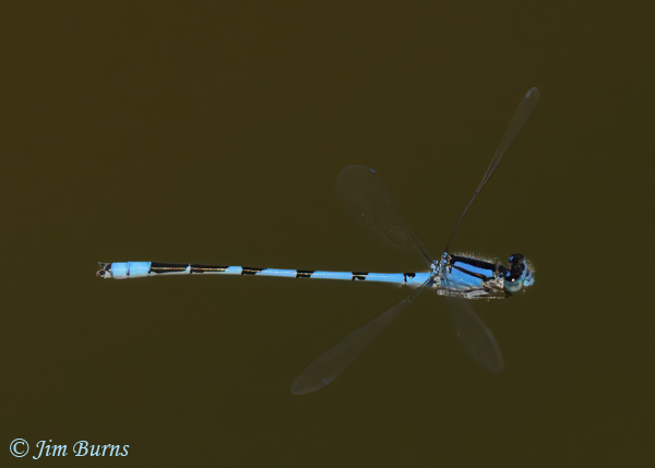 Familiar Bluet male in flight, Maricopa Co., AZ, April 2021--2126