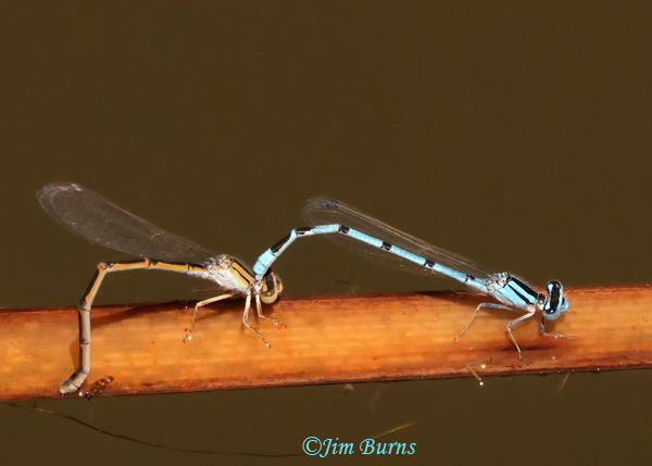Familiar Bluets in tandem, female ovipositing, eggs visible above left end of reed --7453