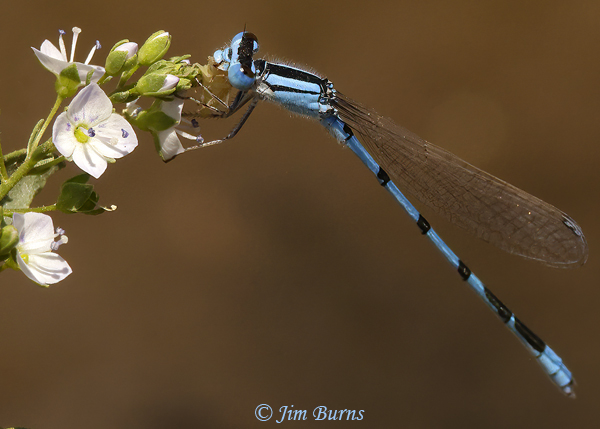 Familiar Bluet male eating a small insect on Thyme-leaved Speedwell, Pinal Co., AZ, June 2021--8338