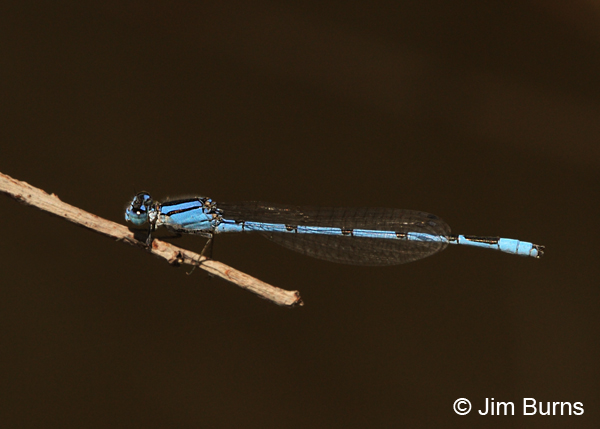 Familiar Bluet male, Greenlee Co., AZ, August 2013