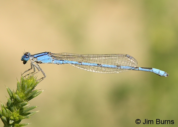 Familiar Bluet male eating small fly, Pima Co., AZ, August 2014