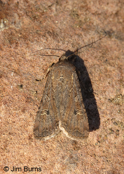 Fawn Brown Dart Moth, Arizona
